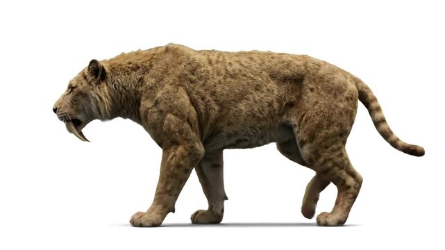 High-contrast 3D render of a prehistoric Sabertooth tiger (Smilodon) walking, isolated on a clean white background with soft shadows. Perfect for ice age encyclopedias, paleontology educational guides