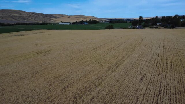 Drone flight in low light during heavy winds over rippling wheat landscape.