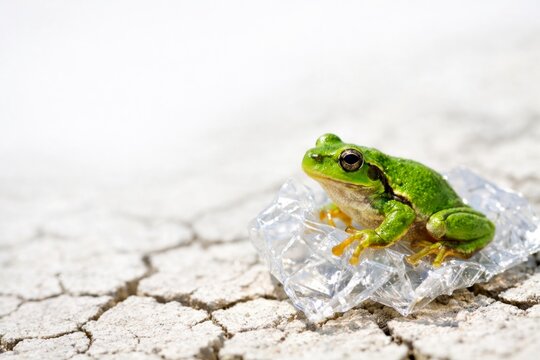 Green tree frog sitting on plastic waste over cracked dry soil illustrating environmental pollution and climate crisis