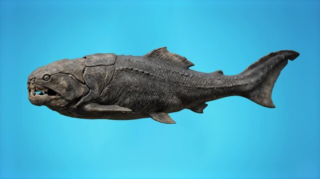 A 3D render of the giant ancient bony fish, Leedsichthys, swimming against a solid blue backdrop. This clip is ideal for educational marine biology videos or Jurassic-era paleontology documentaries.