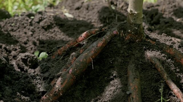 Cinematic close-up of cassava (yuca) roots emerging from rich fertile soil at the base of a healthy cassava plant. Detailed view highlights root development, sustainable agriculture, tropical farming,
