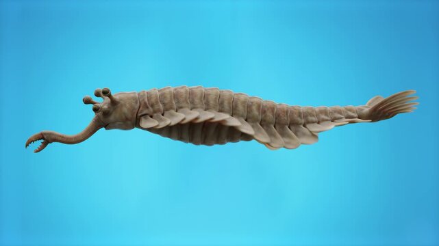 A side profile 3D render of the prehistoric Cambrian creature Opabinia swimming gracefully, isolated on a light cyan studio background. Ideal for paleontology documentaries, science evolution animatio