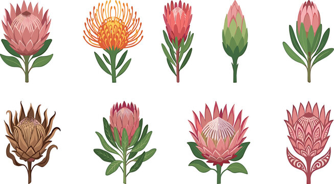 Protea botanical vector set featuring realistic pink king protea blossoms orange pincushion flowers buds and detailed tribal line art on white background