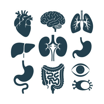 Human internal organs and cell icons dark blue on white background heart brain