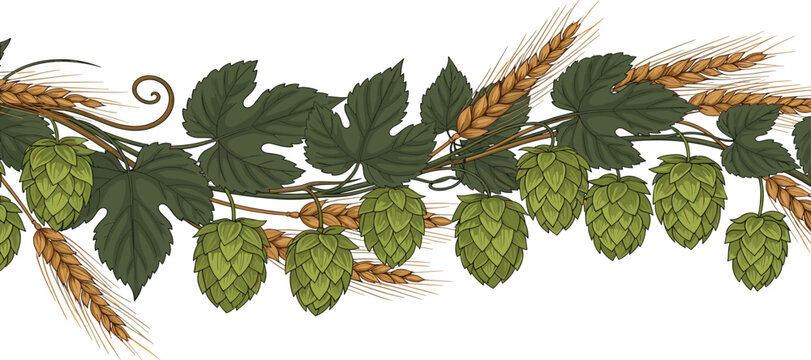 Vintage style botanical border illustration featuring green beer hop cones leaves and golden wheat ears isolated on a clean white background