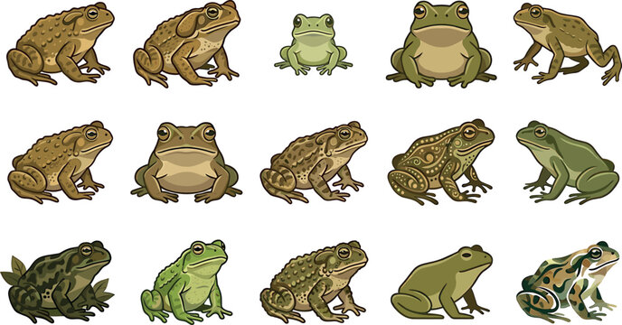 Toad and frog vector cartoon illustration set featuring green tree frogs bumpy brown toads and detailed decorative amphibian patterns on white background