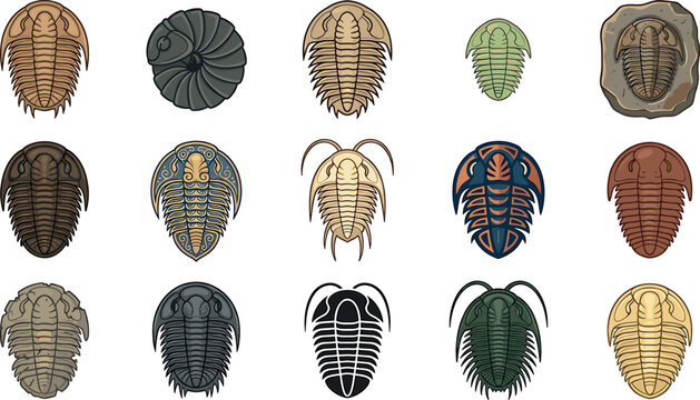 Trilobite ancient fossil vector collection featuring colourful cambrian arthropods decorative line art patterns and prehistoric silhouettes on white background