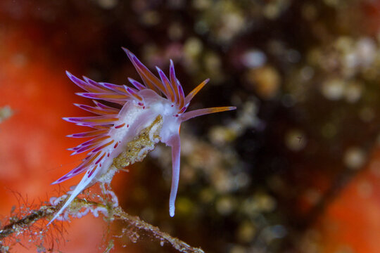 nudibranch sea slug macro