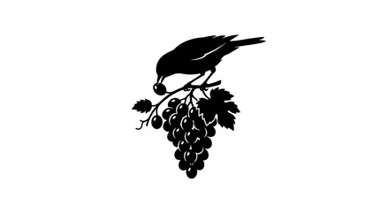 Fototapeta premium Bird perched on a bunch of grapes silhouette