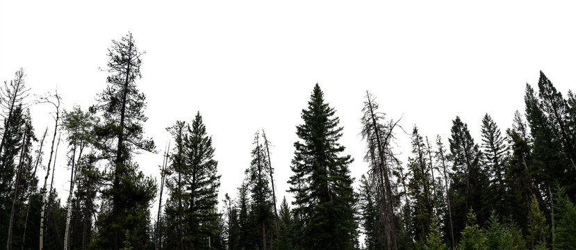 Panorama of a northern forest of evergreen and leafless deciduous trees with a transparent sky.

