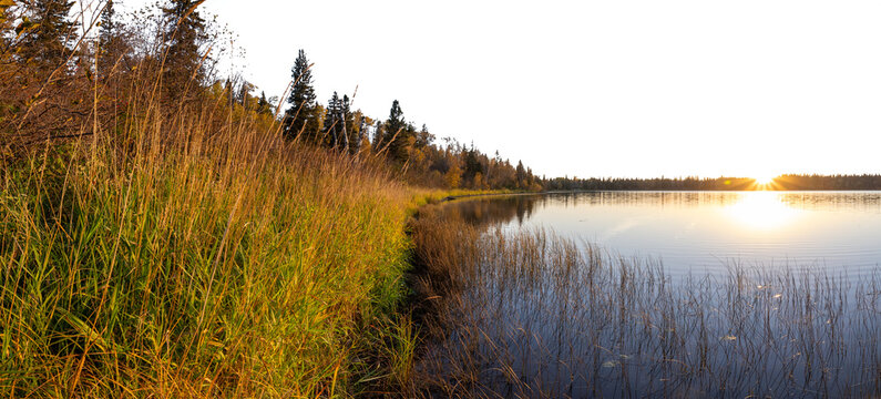 Panorama of a calm northern lake at sunrise with grass close in the foreground. The sky is transparent.
