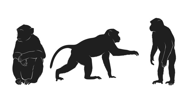 Silhouettes of three monkey poses.