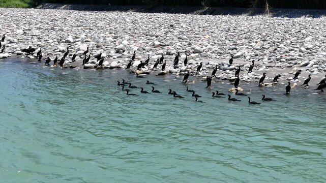 Black cormorants gather near rocky riverbank. They swim and stand in clear green water. Some dive, others preen, all in natural rhythm. Perfect for wildlife, nature, or environmental themes