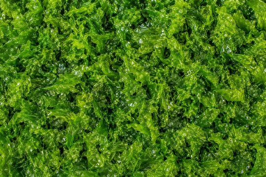 Sea Lettuce  Seaweed Background. Seaweed Background.