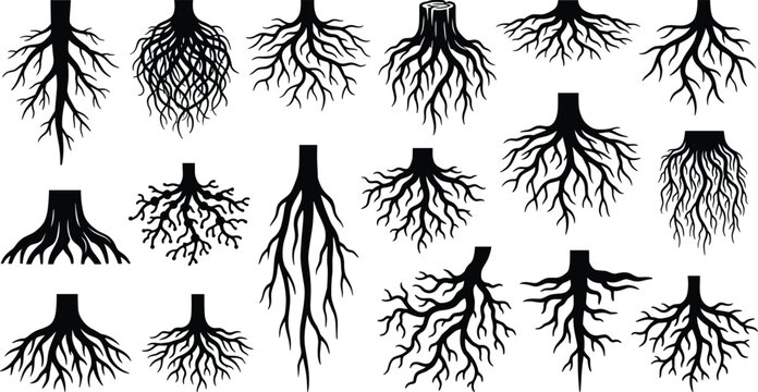 Tree Roots Silhouette Vector Set Featuring Underground Root Systems Tree Stumps and Intertwined Botanical Fibers for Nature Logos Laser Cutting and Stencils