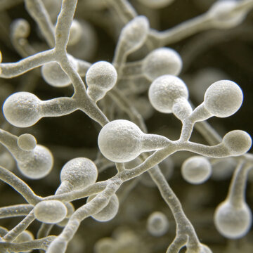 Bright-field micrograph of *Candida albicans* yeast cells, showing budding and pseudohyphal structures.