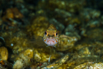 close up of a fish © Evgenios