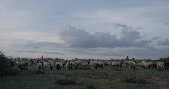 Kenyan herders tending to a large flock of sheep.