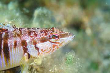 close up of a fish © Evgenios