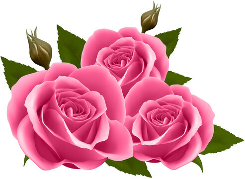 bouquet of pink roses