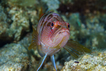 close up of a fish © Evgenios