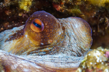 octopus on a coral macro close up © Evgenios