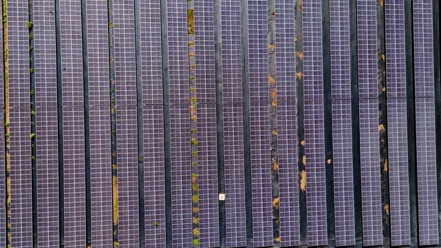 Rows of solar panels stretch across open ground-mounted field in San Pedro de Macoris, Dominican Republic, moss patches streak between panel edges beneath bright sunlight. Aerial drone top down