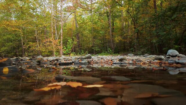 A calm forest creek in vibrant autumn colors with floating leaves and smooth water reflections in Shenandoah National Park.