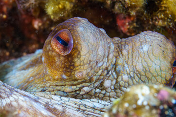 octopus on a coral macro close up © Evgenios