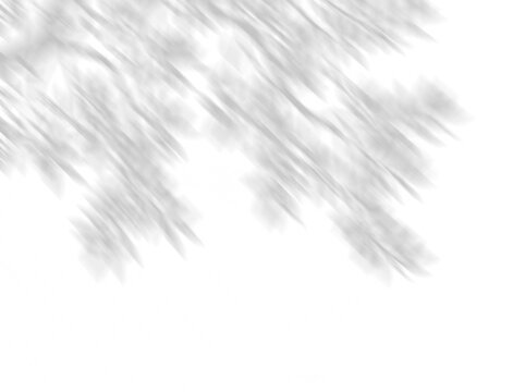leaf shadow overlay effect, Natural sunlight foliage silhouette for design. Black and white image for photo overlay or mockup.