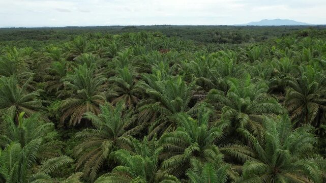 Aerial drone footage of a vast oil palm plantation with endless rows of mature palm trees, showcasing tropical agriculture, sustainable land management, and commercial palm oil production.