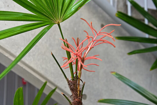 カンノンチクの花