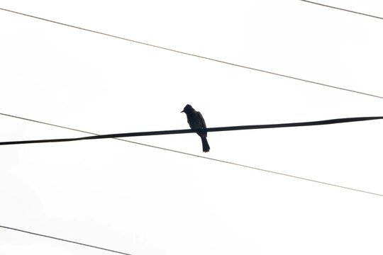 silhouette of a red vented bulbul bird on a current wire  with skiy