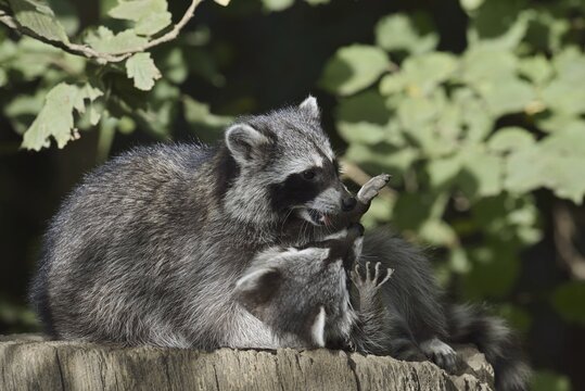 Raccoon (Procyon lotor) playing with young, North Rhine-Westphalia, Germany