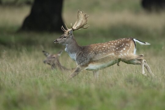 Male fallow deer (dama dama) in the run, Klamptenborg, Copenhagen, Denmark