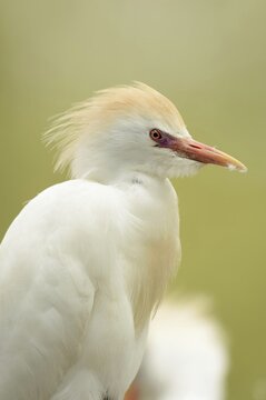 Cattle egret (Bubulcus ibis), portrait, Camargue, France