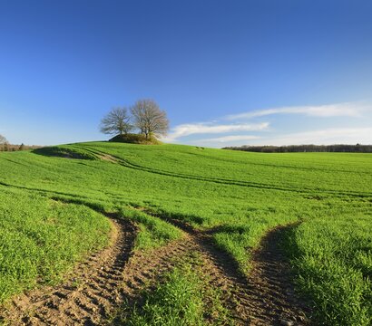 Green cornfield in spring with lane, blue sky, on the horizon a prehistoric burial mound, near Krakow am See, Mecklenburg-Vorpommern, Germany