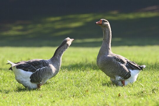 Two fat Domestic Geese (Anser spec.) standing in a meadow, Thuringia, Germany