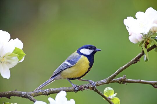 Great tit (Parus major) sitting on a flowering cherry branch, Germany
