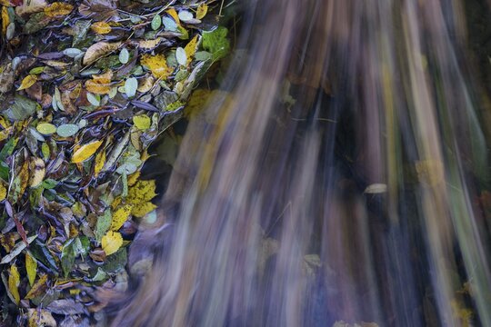 Autumn leaves in the flowing water of the Bode in the Harz Mountains, foliage colouring, autumn, Bodetal, Thale, Saxony-Anhalt, Germany