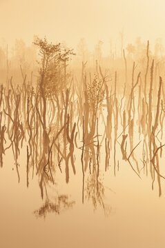 Daybreak in rewetted moor with cripple birches at sunrise in Goldenstedter Moor, Oldenburger M&uuml;nsterland, Goldenstedt, Lower Saxony, Germany