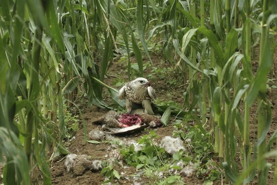 Gerfalcon Saker Falcon (Falco rusticolus, Falco cherrug) young hybrid mating bird with mallard (Anas platyrhynchos) in corn field, Allg&auml;u, Bavaria, Germany, Allg&auml;u, Bavaria, Germany