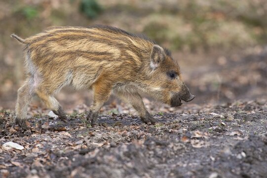 Wild boar (Sus scrofa) in the snow, fresh boar, Melle, Lower Saxony, Germany