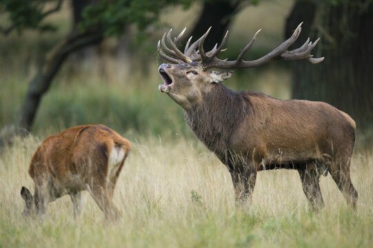 Tube transmitter red deer ( Cervus elaphus) in rut, Klamptenborg, Copenhagen, Denmark