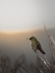 hummingbird on a branch © Tom