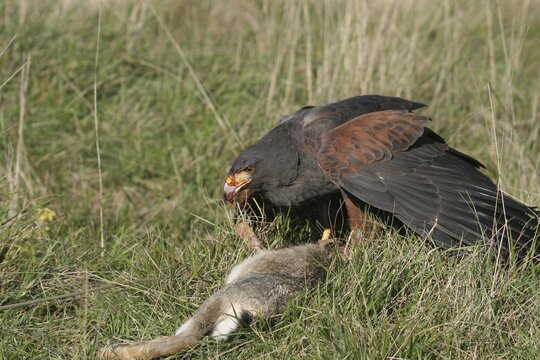 Desert Buzzard, Harris Hawk (Parabuteo unicinctus) Mating bird with beaten wild rabbit (Oryctolagus cuniculus) Bavaria, Germany, Bavaria, Germany
