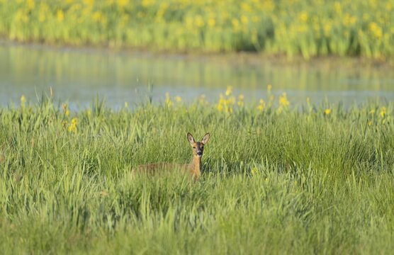 Roe deer (Capreolus capreolus), doe standing in a wet meadow, in a wetland biotope at a lake, yellow flowering marsh iris (Iris pseudacorus) in the background, Lower Saxony, Germany