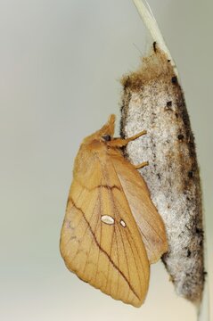 Drinker moth (Euthrix potatoria), freshly hatched butterfly on the cocoon, North Rhine-Westphalia, Germany