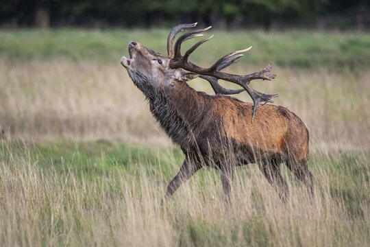 Red deer (Cervus elaphus) in rut, roaring, hunting, Klamptenborg, Copenhagen, Denmark