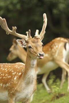 Fallow deer (Dama dama), so-called double-headed deer, called so in hunter's language when the deer does not shed its antlers, and the new antlers grow out next to the undropped ones, Lower Austria, Austria